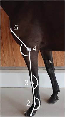 Kinematic Analysis During Straight Line Free Swimming in Horses: Part 1 - Forelimbs